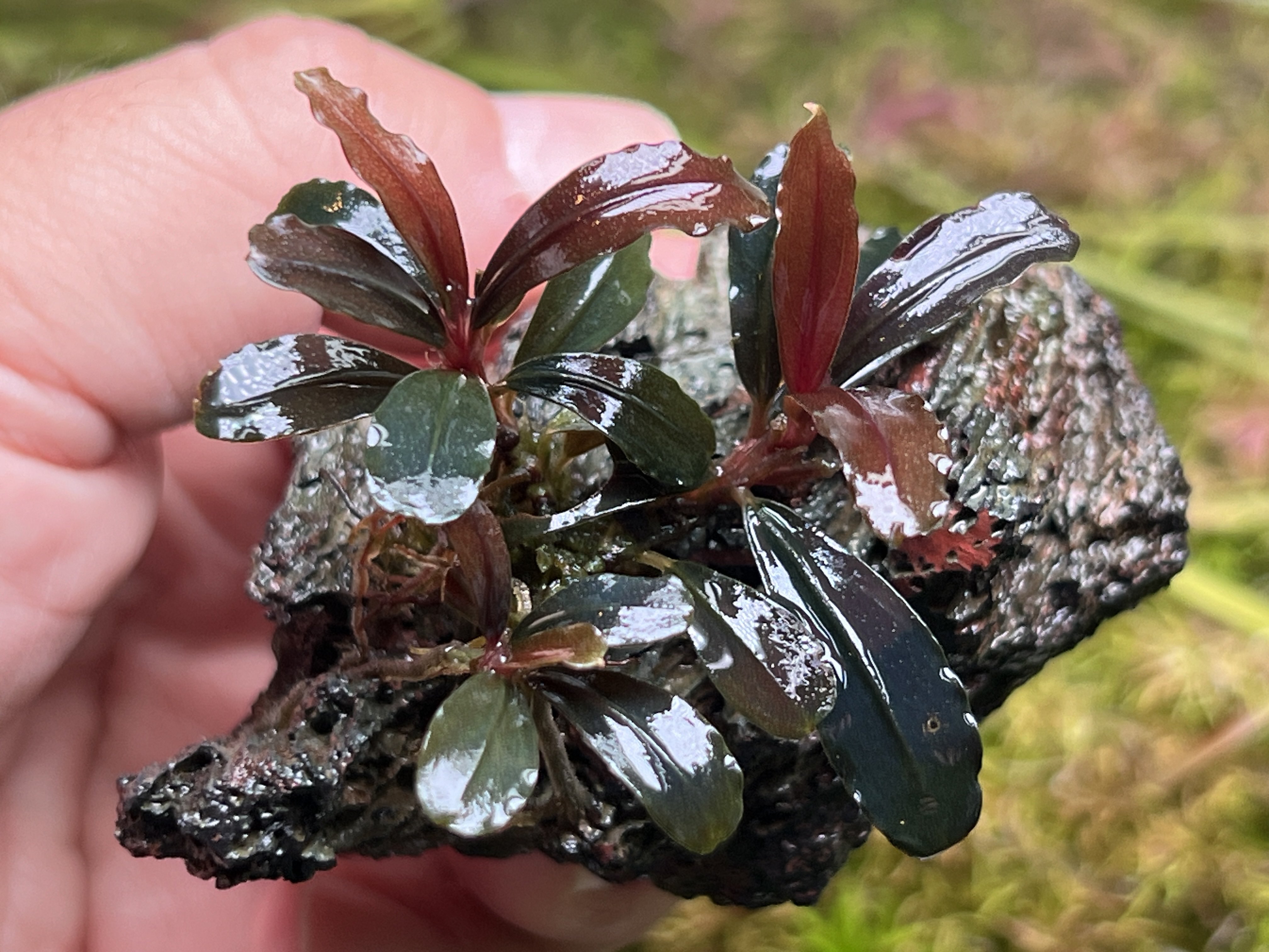 ブセファランドラ アカンサ ウンティコン bucephalandra - メルカリ
