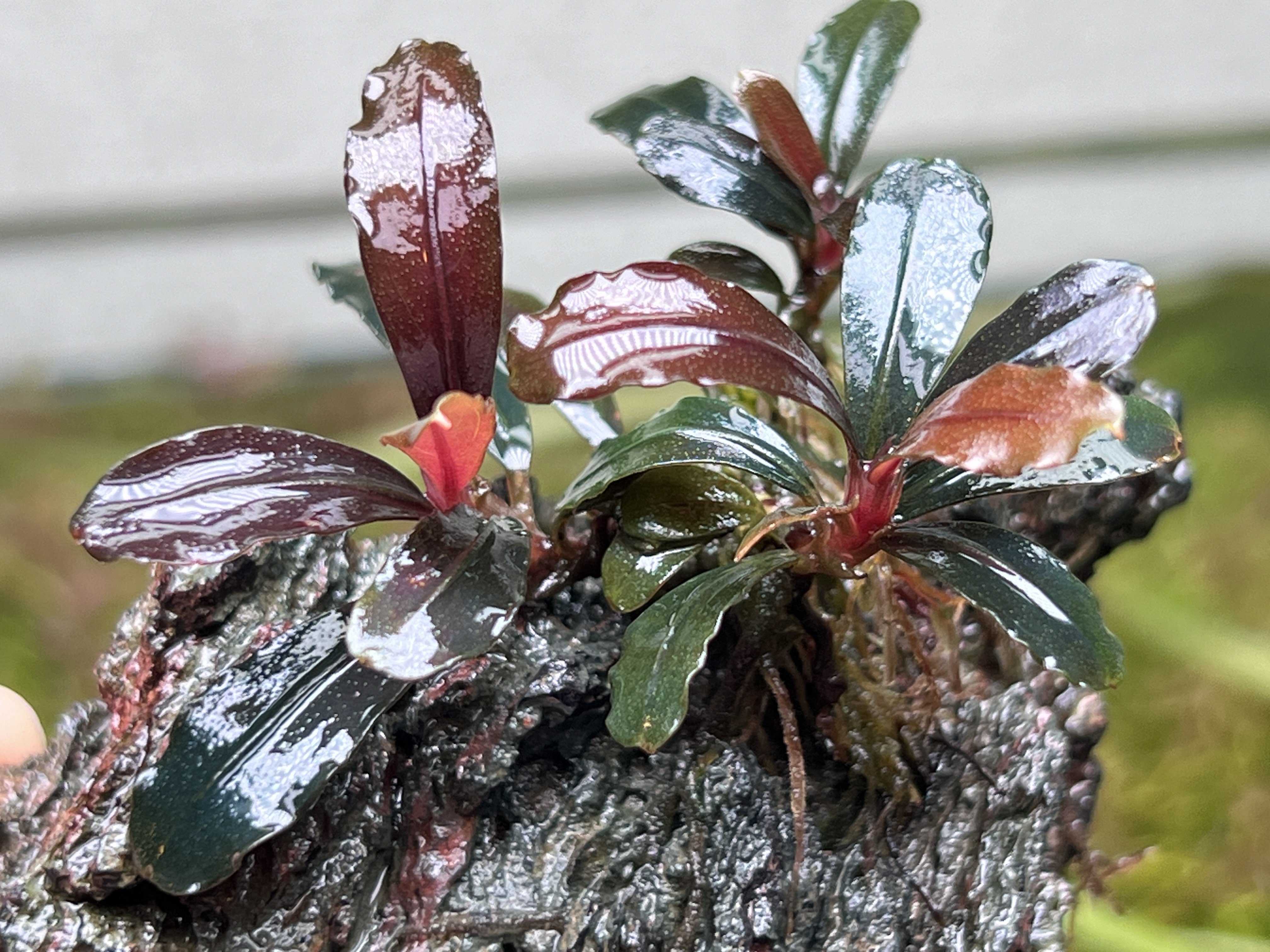 Bucephalandra sp. 黄緑 from Bukit Kelam Utara [AZ