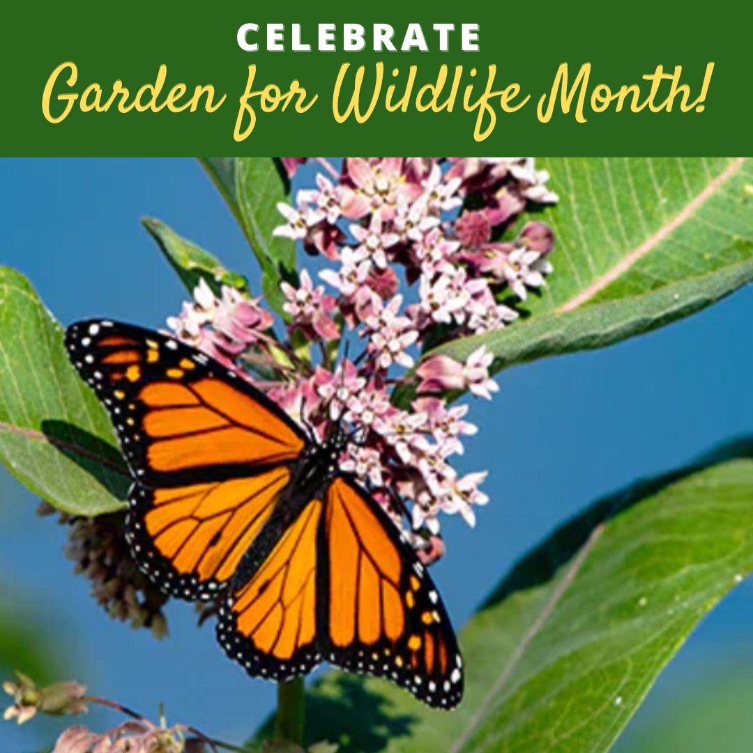 May is #GardenforWildlife Month—so it's the perfect time to turn an outdoor space into a welcoming place for bees, butterflies, and other creatures! Find native plants that are just right for your garden: gardenforwildlife.com @Garden4Wildlife