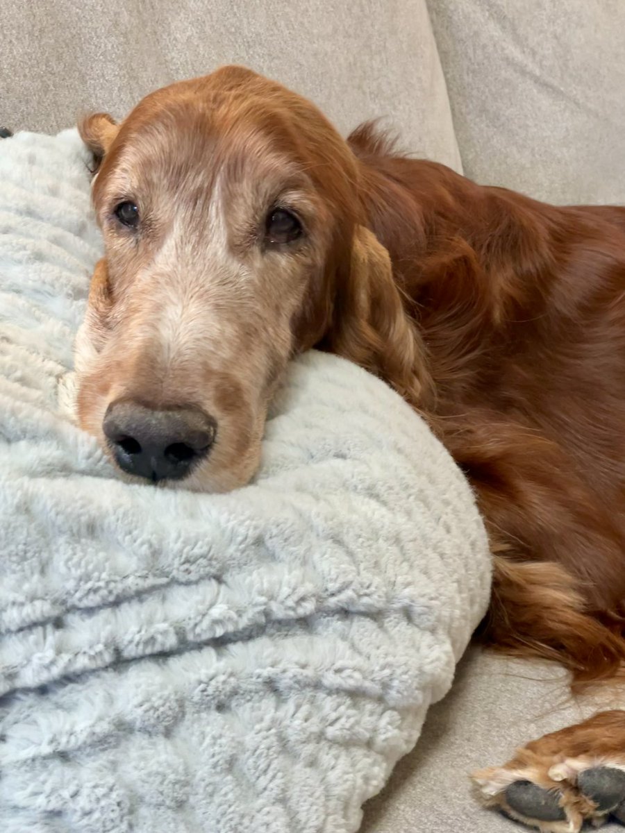 Almost 14 years old Nelson (GCH Kinloch’s Vice Lord), watching the Sporting group and cheering on the Irish Setter at the Westminster Dog Show.  🩵☘️🩵☘️#bestathomecontest