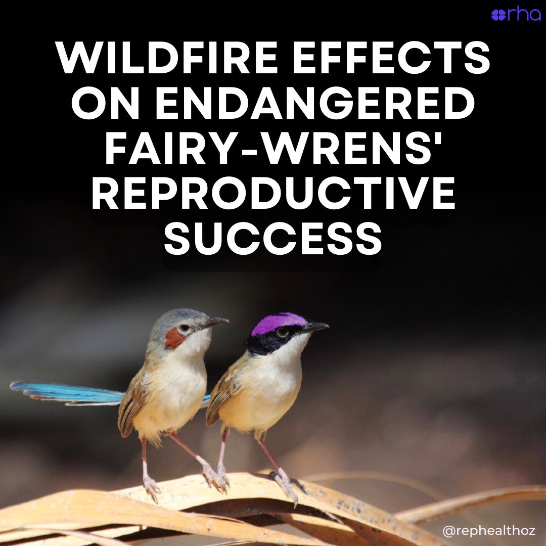 🌏 #ClimateChange intensifies wildfires, threatening #avian species & ecosystems. 🔥 Studies from @MonashUni highlights the need for proactive fire management to protect endangered western purple-crowned #fairywren as there is a 80% decline in breeding success post fires!