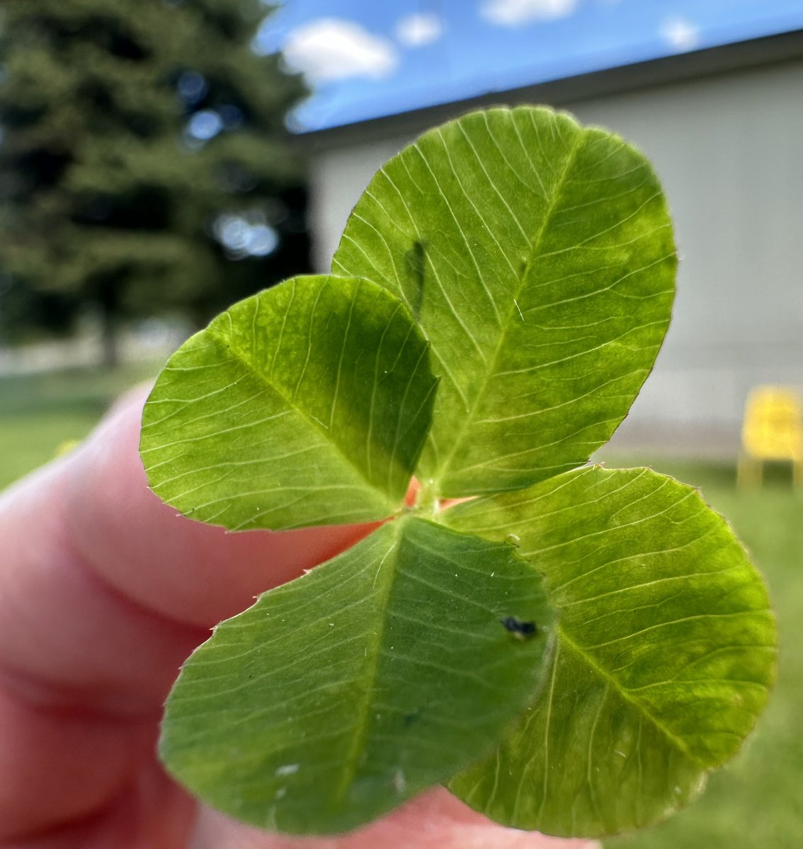 I found my first ever 4 leaf clover today! 🍀
