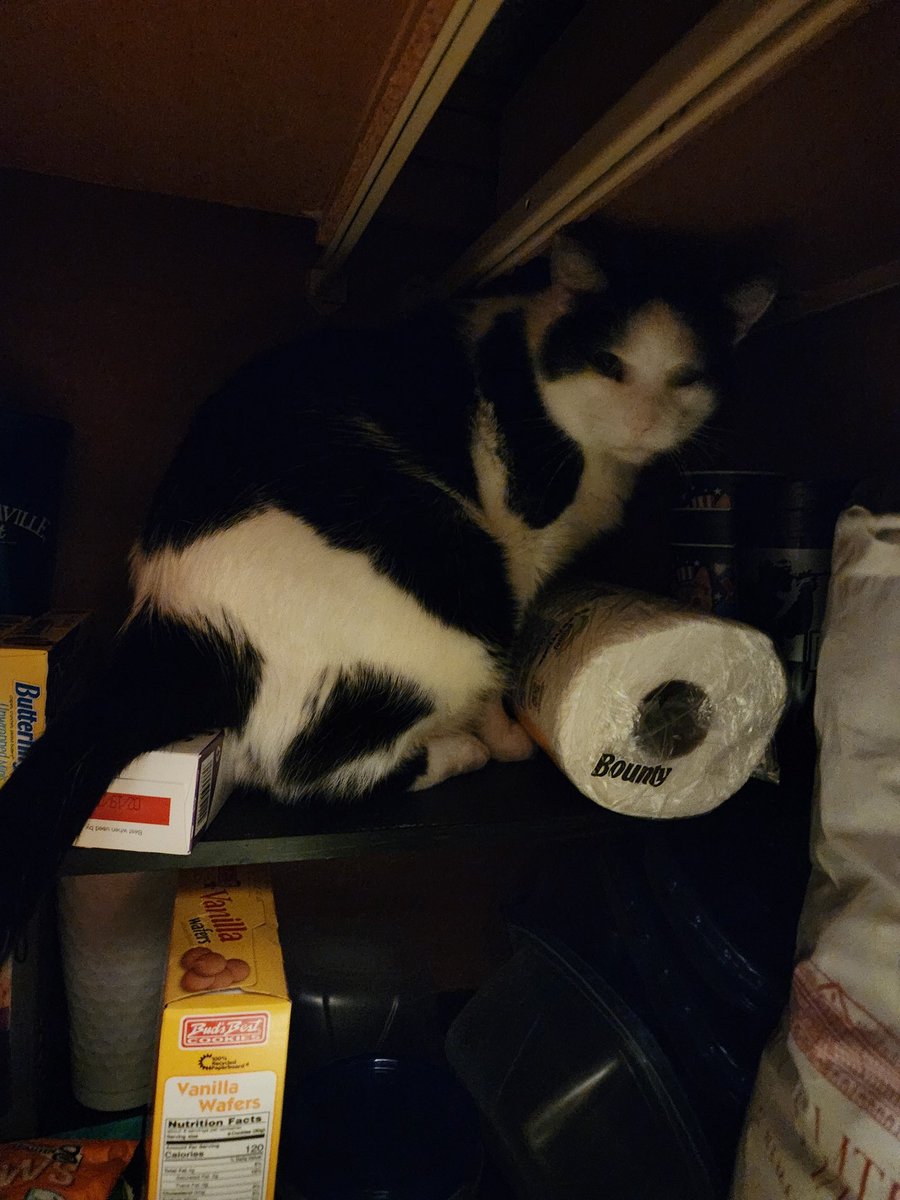 Mom found me, hiding in the cabinets #CatsOnX #CatsofTwittter #catlovers