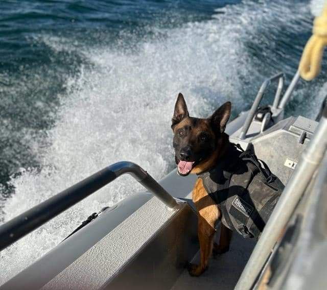 The Maricopa County Sheriff's Office, Arizona, sadly announced the unexpected death of K9 Kimbo. He passed due to Gastric Dilatation-Volvus, commonly known as ‘bloat’.