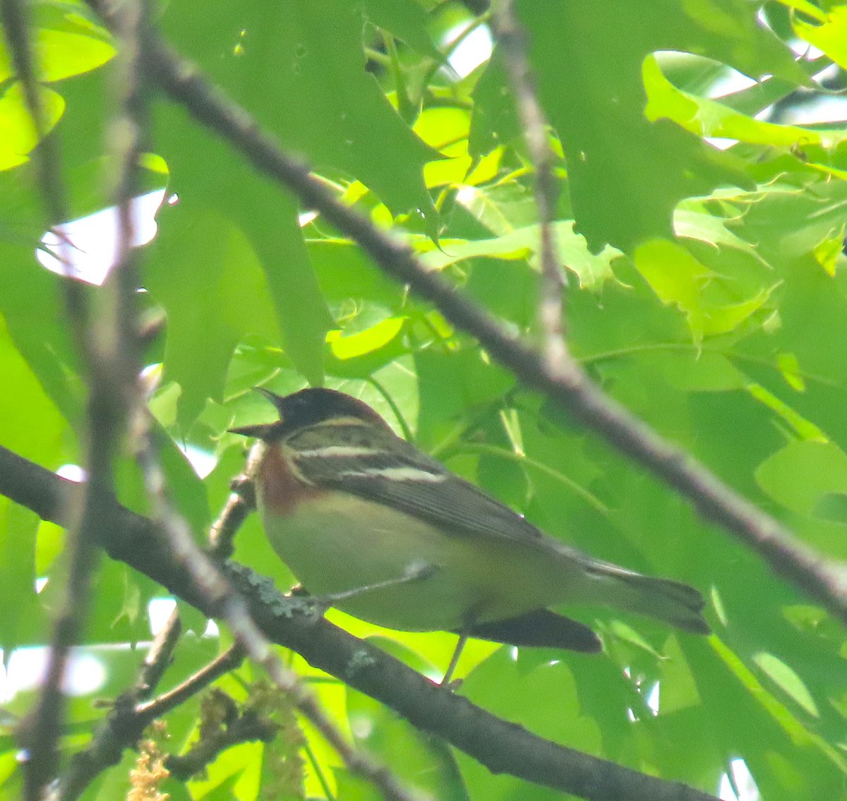 The bay-breasted warbler was in the north point of Fort Tryon Park. @BirdCentralPark #birdcpp