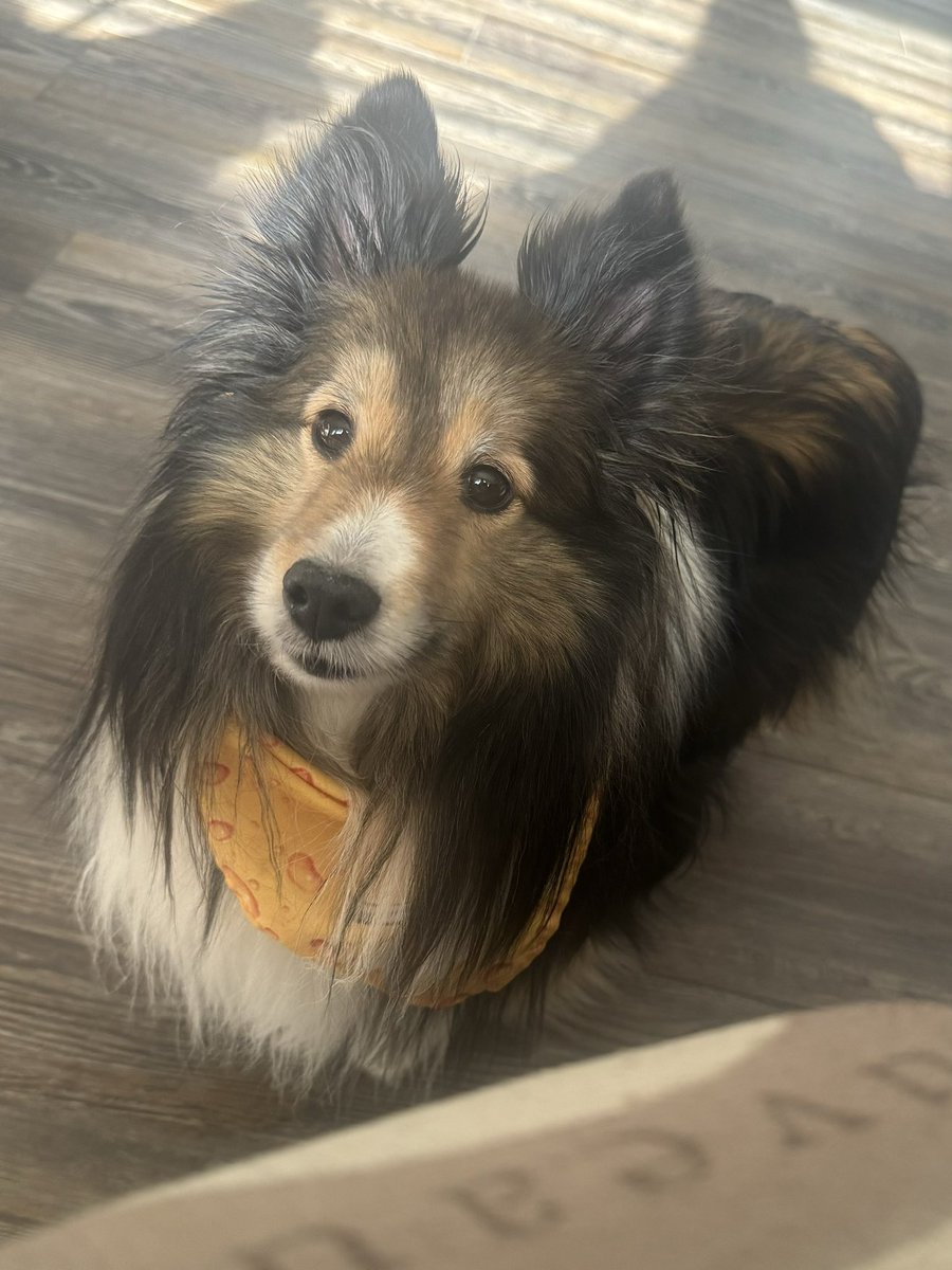 Excuse me mom, would you be interested in throwing the frisbee for me please?
#pets #dogs #dogsoftwitter #dogsofx #dogmom #sheltie #cute #petlife #xdogs