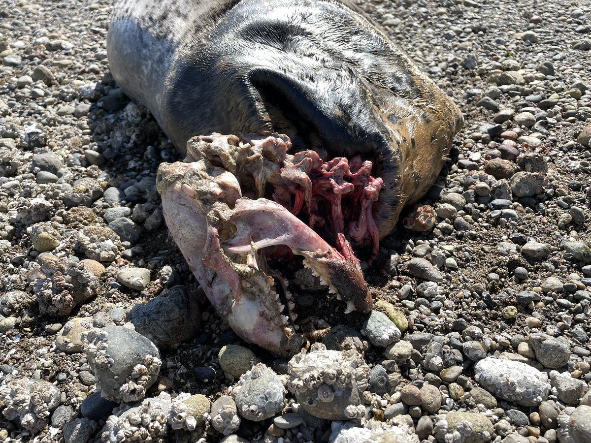 CW: graphic image of dead seal + blood 🦭 While I was in Olympia a dead seal had washed up on shore. Gruesome, but also fascinating to see it from up close. Look at its teeth! It drifted away in the tide the following day. #NSFW