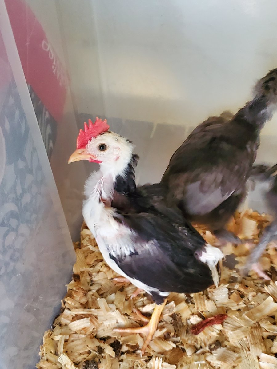This is a punk rock looking #Ancona #rooster that I'm keeping... I'm gonna have a naming #contest and the winner will get a 'Flap Around and Find Out' #FAFO shirt! Put your suggestions in the comments and I'll build & post a #poll. GOOD LUCK Y'ALL!