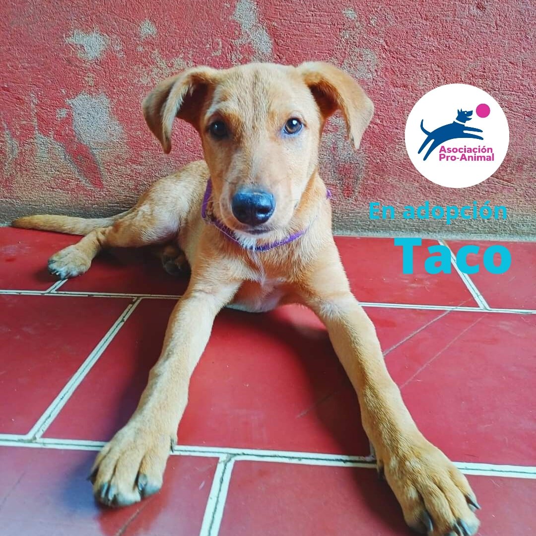 #SoyProAnimalGt 

#MartesDeCachorros con Taco 🌮😁 
Taco es un cachorro alegre, tiene 4 meses y seguramente alegrará tu vida.

📷 Taco
#EnAdopcion 

Para adoptarlo envía un mensaje en privado.

#AdoptaEnProAnimal
#EnAdopcionResponsable
#AdoptaNoCompres

#Suchitepequez
#Retalhuleu