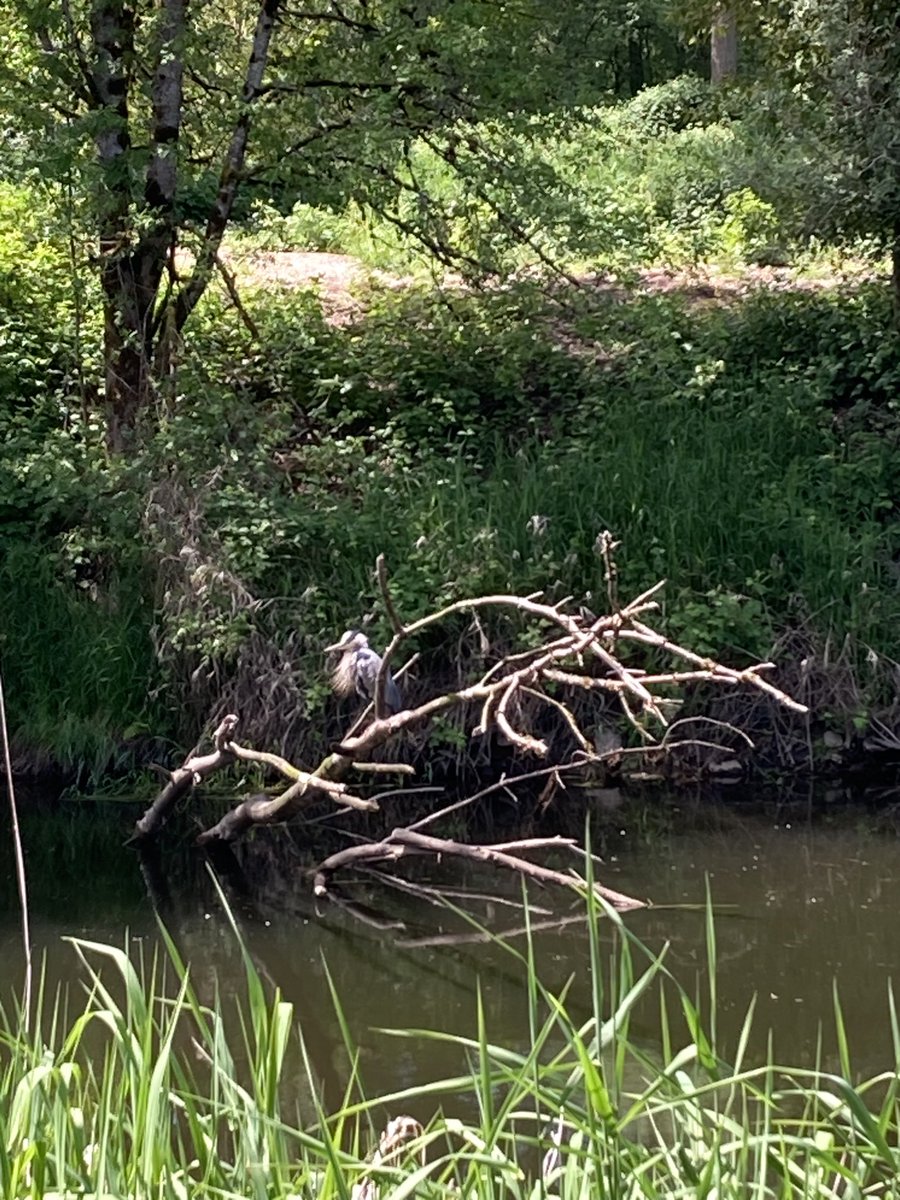 Usually we see cormorants on this tree in the river, but today one of our many herons was hanging out there.