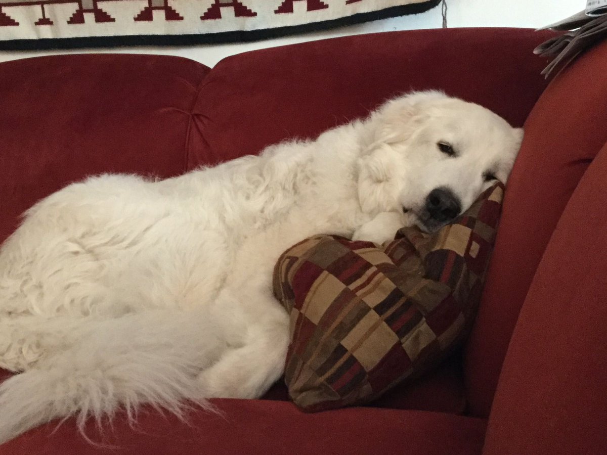 @bunsenbernerbmd This is big floof Doug. We had him for 15 amazing years. He was picked up as a stray, tested for livestock and failed and came to live with us so he could sleep on couches. He hated storms and loved to pyr paw you. He passed last year and was a wonderful boy.