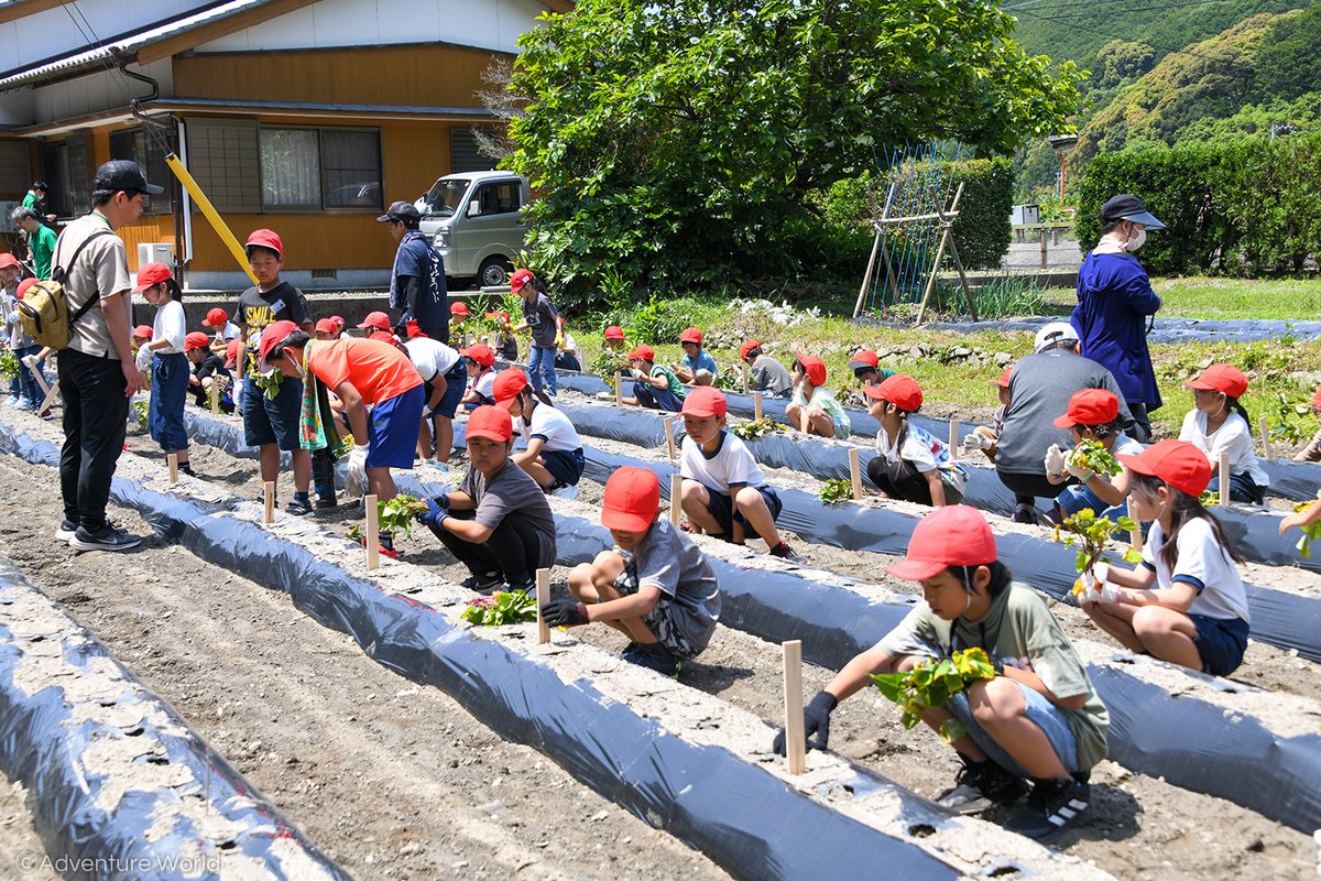 JA紀南すさみ支所と協力し、和歌山県すさみ町立周参見学校の児童を対象にサツマイモの植え付け体験を実施いたします！ 植え付けたサツマイモは秋に収穫し、児童からパークの動物たちにプレゼントします♪…