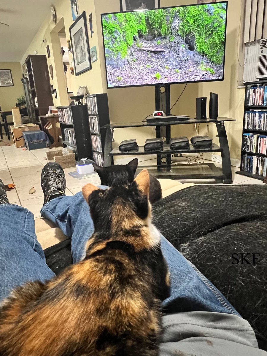 Sanibel & Phantom are hanging out with the Big Guy on the Couch this #TuesdayNight watching a nature channel on YouTube. 😻😻😻 We hope that everyone has a great week ☮️💖😺 #CatsOfTwitter #Calico #Panfur #Purrs4Peace