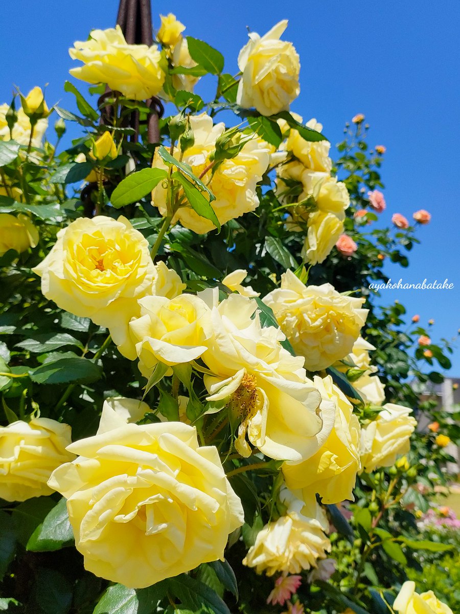 おはようございます。
お天気なので、紫外線対策忘れずに🌞

⁡#キリトリセカイ⁡
⁡#ファインダー越しの私の世界⁡
#花が好き #私の花の写真
#花のある景色  #花のある風景
#TLを花でいっぱいにしよう
#薔薇  #バラ  #Rose