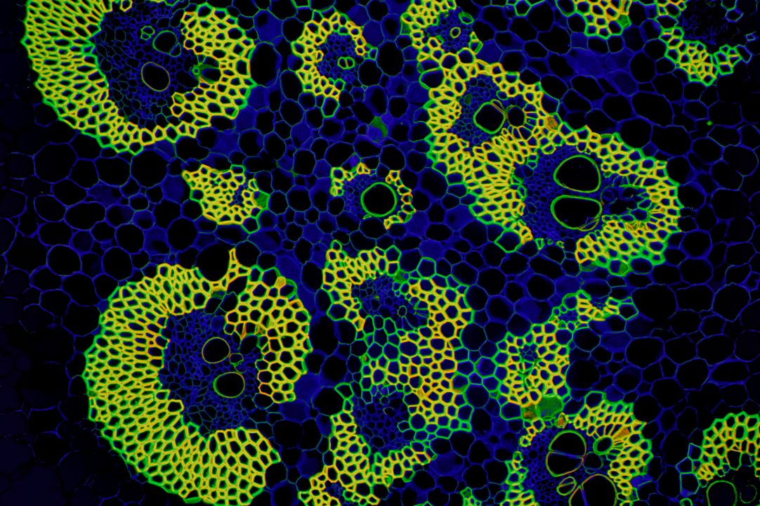 Optolongfilter's tweet image. #optolongfluorescencefilter 
Fluorescence test image photographed: Daniel Han.
Images were captured by single band #FITC(30025),DAPI(30024),FISH-ORANGE(30033)
Olympus microscope, Nikon camera. 

#microscopy #microscopyart #sciart #lifesciences #geoscience