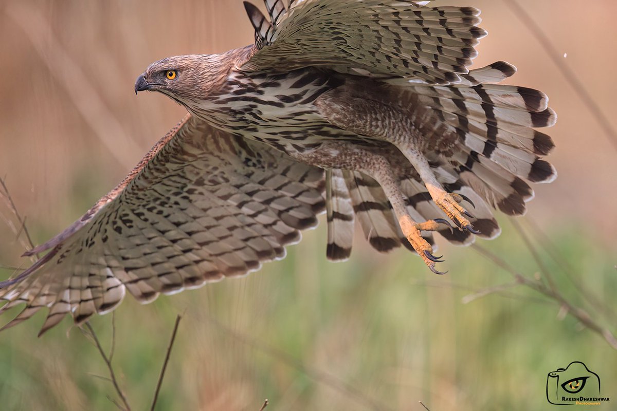 #CrestedHawkEagle dived in front of us to probably catch a rodent or a snake. Took off after an unsuccessful hunt #IndiAves @natgeoindia #canonphotography #BirdsSeenIn2024 #BBCWildlifePOTD #birds #birding #birdwatching #Corbett #TwitterNatureCommunity @ParveenKaswan @Team_eBird