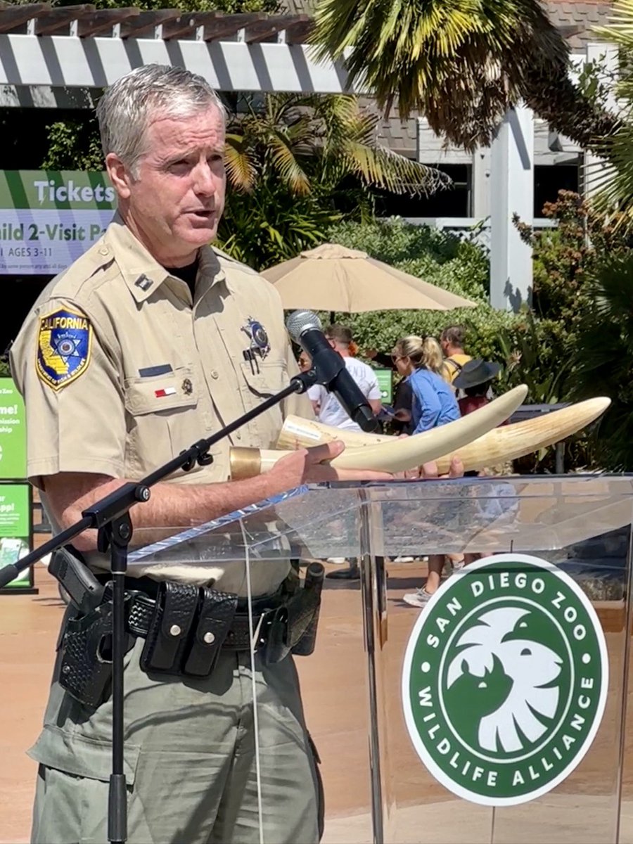 SenToniAtkins's tweet photo. I authored #AB96 in 2015 to close loopholes & prevent the illegal sale of ivory & rhino horns, & increase funds for enforcement. @sandiegozoo #TossTheTusk events help raise awareness & change behavior related to illegal wildlife trafficking. https://t.co/JCQMcudiwG https://t.co/5uiTXtpSQu