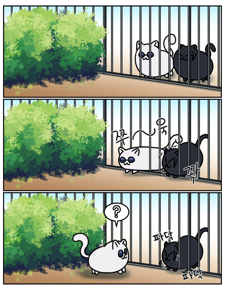🐈‍⬛