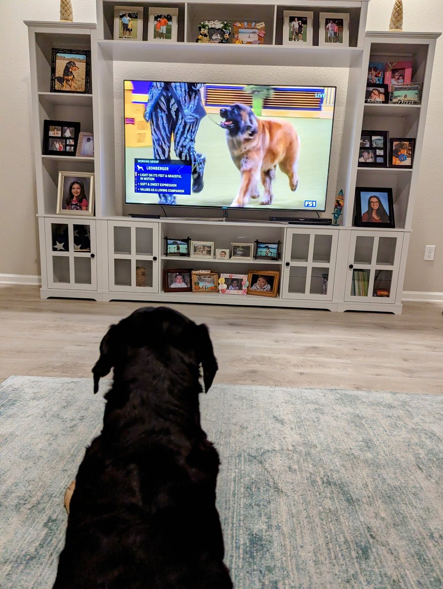 Buddy's favorite week for watching tv. #WestminsterDogShow @WKCDOGS 
#BeauceronBuddy