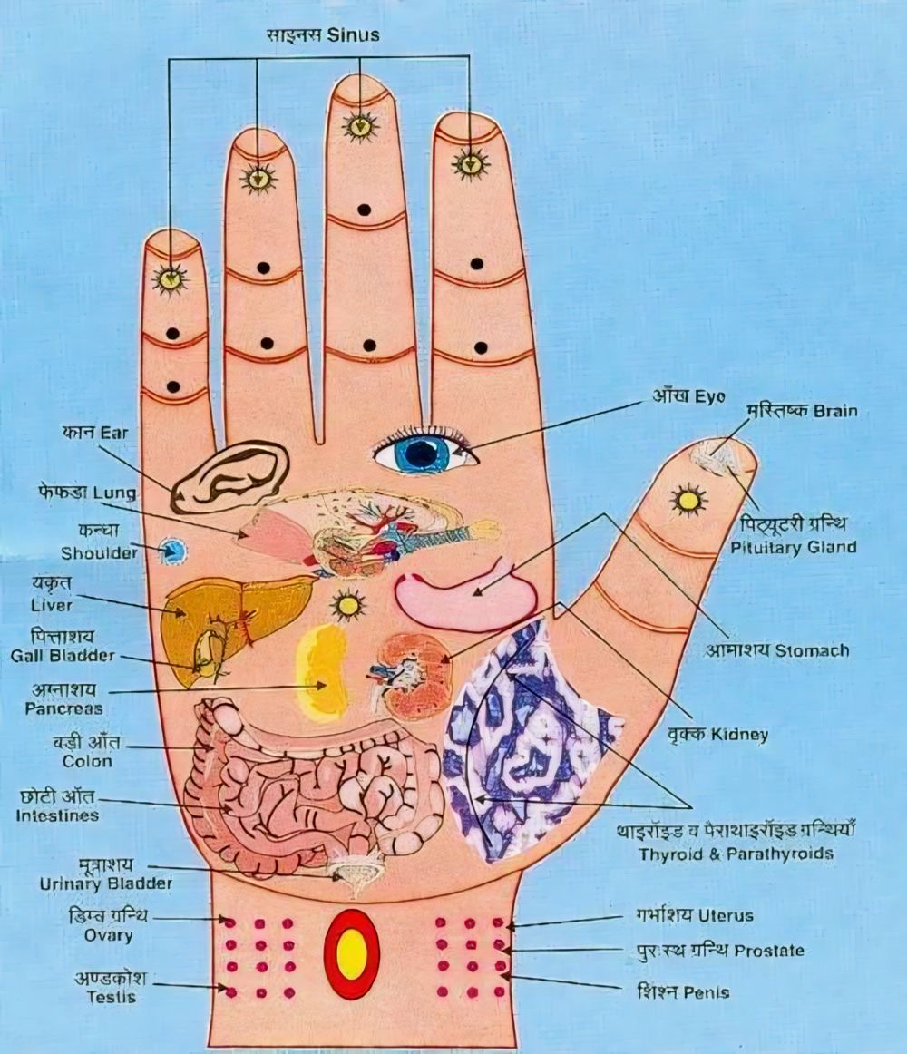 बस 1 मिनट हाथ की ऊँगलियों को रगड़ने से शरीर का दर्द गायब हो जाता है। संवेदनशीलता की प्राचीन जापानी कला के अनुसार, प्रत्येक ऊँगली विशेष बीमारी और भावनाओं के साथ जुड़ी होती हैं। हमारे हाथ की पाँचों ऊँगलियाँ शरीर के अलग-अलग अंगों से जुड़ी होती हैं। इसका मतलब आप को दर्द नाशक