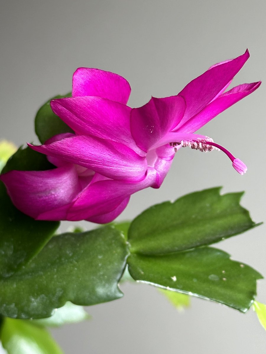 Pink!  #Beautiful #Flower #Cactus #nature #NaturePhotography #AmazingNature #LivingMyBestLife