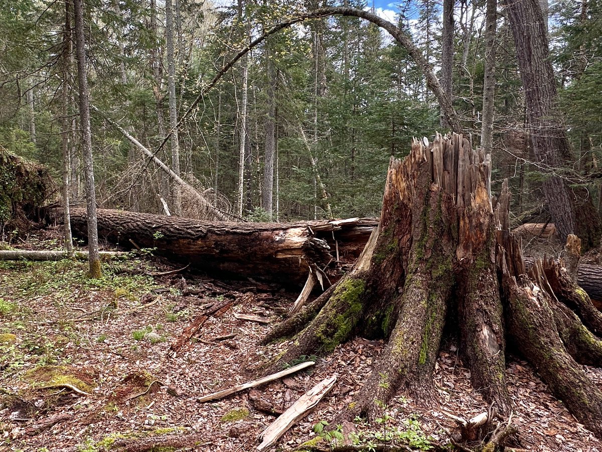 Bushwhacked into an #Adirondack #OldGrowth #Forest to check on a special tree. 103 was once a state champion, but I ended up discovering her dead. My nose met her first—the scent of an Amish sawmill was overwhelming.