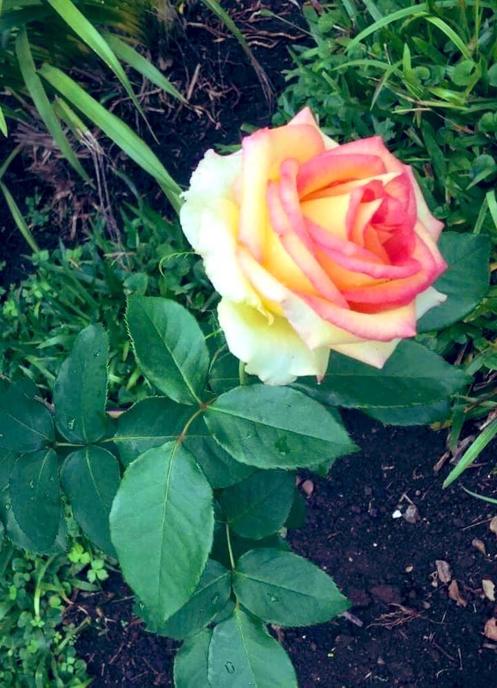 WEDNESDAY MUSINGS 🌹🍃🌹 There is colour and happiness in simple everyday things, you just need to start noticing them 💕Jeeyo toh phoolon ki tarah…bikhro toh Khushboo ki tarah 💕 Wishing you a beautiful day🌹 Good morning Everyone 🌹