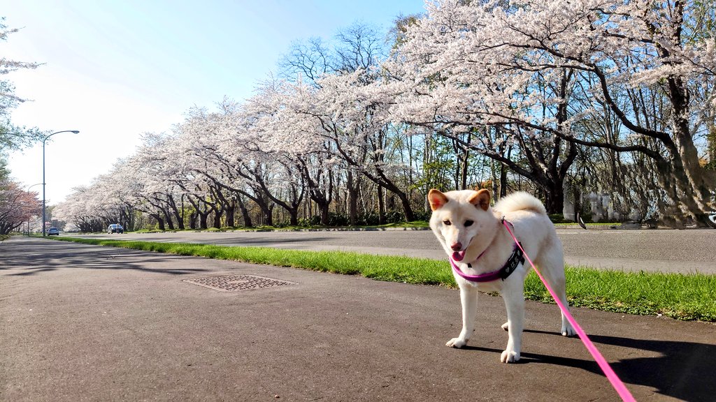 2024年の
戸田墓地記念公園の桜

#柴犬のいる暮らし
