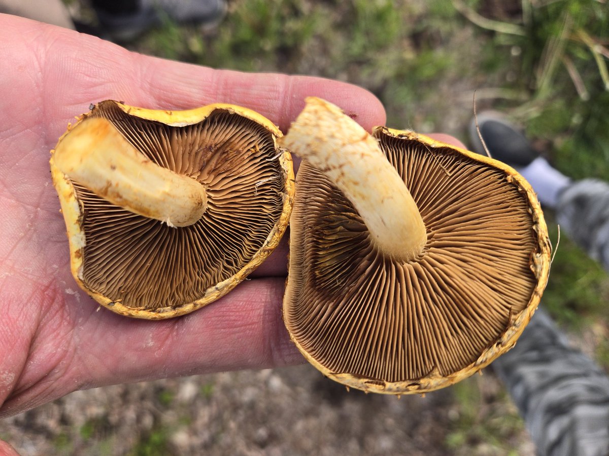 Pholiota Adiposa