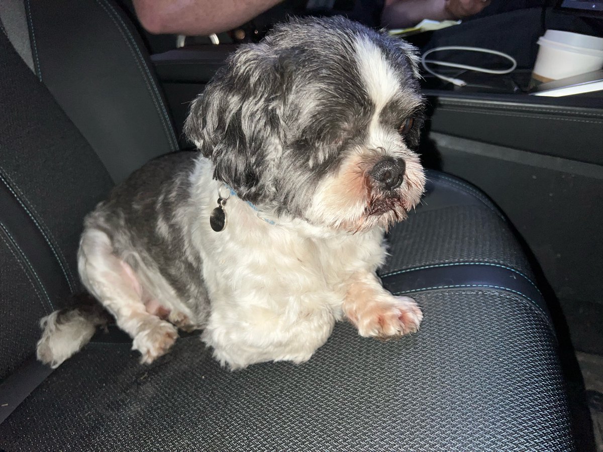 PC’s Dollery & Smith patrolled the Bracknell & Wokingham area tonight 🚔

The officers picked up this stray dog in the Twyford area and returned him to his owner. Little Alfie was let out for a 💩 and went off after a 🦊, he’s now safe back at home!