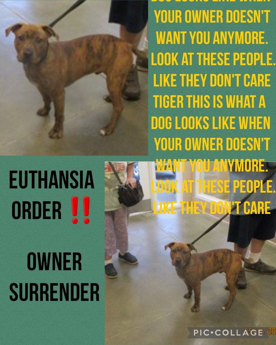 EUTHANSIA ORDER GIVEN ‼️ 

Russel Cnty Phenix City AL 

TIGER this is what a dog looks like when your owner doesn't want you anymore.  Look at these people. Like they don't care 

#55894046
M 
#rescue #adopt #dogs #deathrowdogs   #deathrow #codered #savingrusselldogs
#pledge