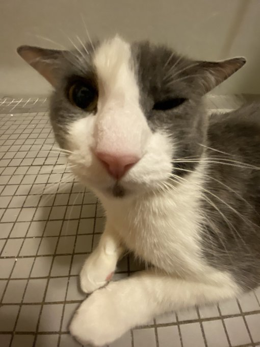 tri-hourly shark tweet media