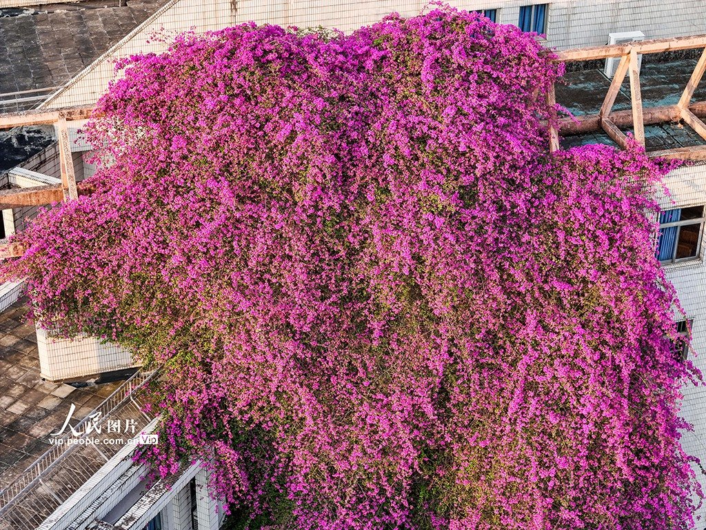 Power of flower: Stretching nearly 30 meters tall along a campus building wall, this colossal bougainvillea plant serves as a powerful reminder of the enduring beauty and vitality of nature in Nanning City, south China’s Guangxi. #AmazingChina #flowerpower