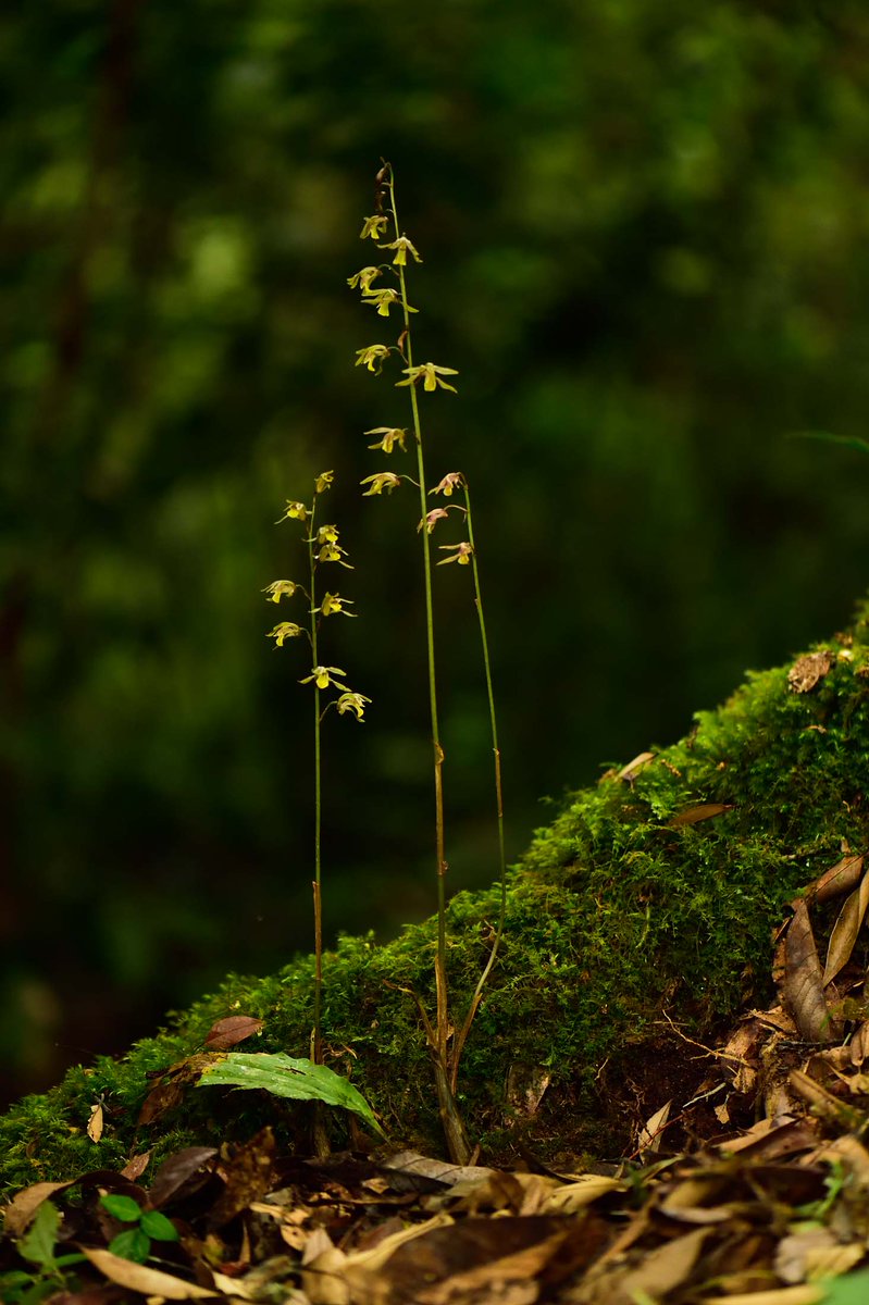 Tainia minor Hook.f.
@InsideNatGeo 
#PuspaMrga
#NareshSwamiInTheField
#OrchidsOfEasternHimalayaByNareshSwami
#NatGeoExplorer
For more on the Orchids of the eastern Himalaya, please download the mobile application
play.google.com/store/apps/det…