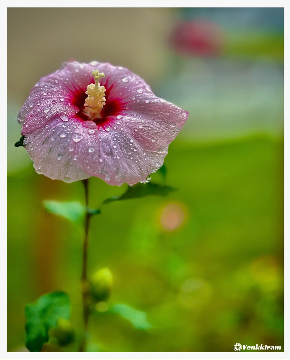 QP a photo of a flower blossom.

Mine, 👇

#flower #RoseOfSharon #blossom #gardening #FlowerPhotography #Photography #venkkiclicks