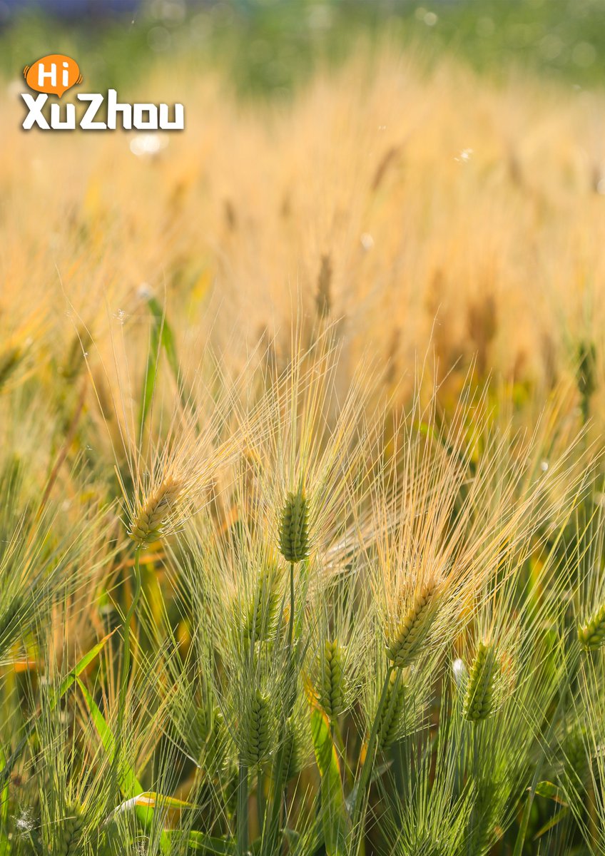 Life is like fertile soil, yielding whatever is sown in it.
#earofwheat #China #photooftheday #travel  #chinatravel #chinatrip #travelphotography #landscape #Explore #Photography #beautifuldestination #visitchina #discoverchina #picoftheday #Xuzhou