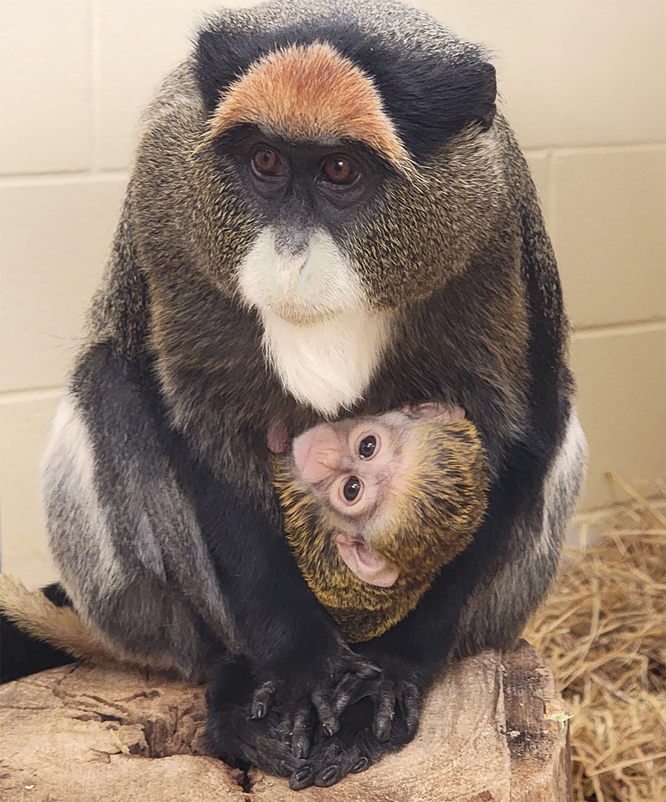 Celebrating first time parents! 🐵 @PuebloZoo has announced the recent birth of a De Brazza’s #Monkey! The baby and its first-time parents, Ruby and Kanoa, are doing well, and the family will be visible to guests in their #Exhibit. Read more in Connect: bit.ly/3WHtpD4