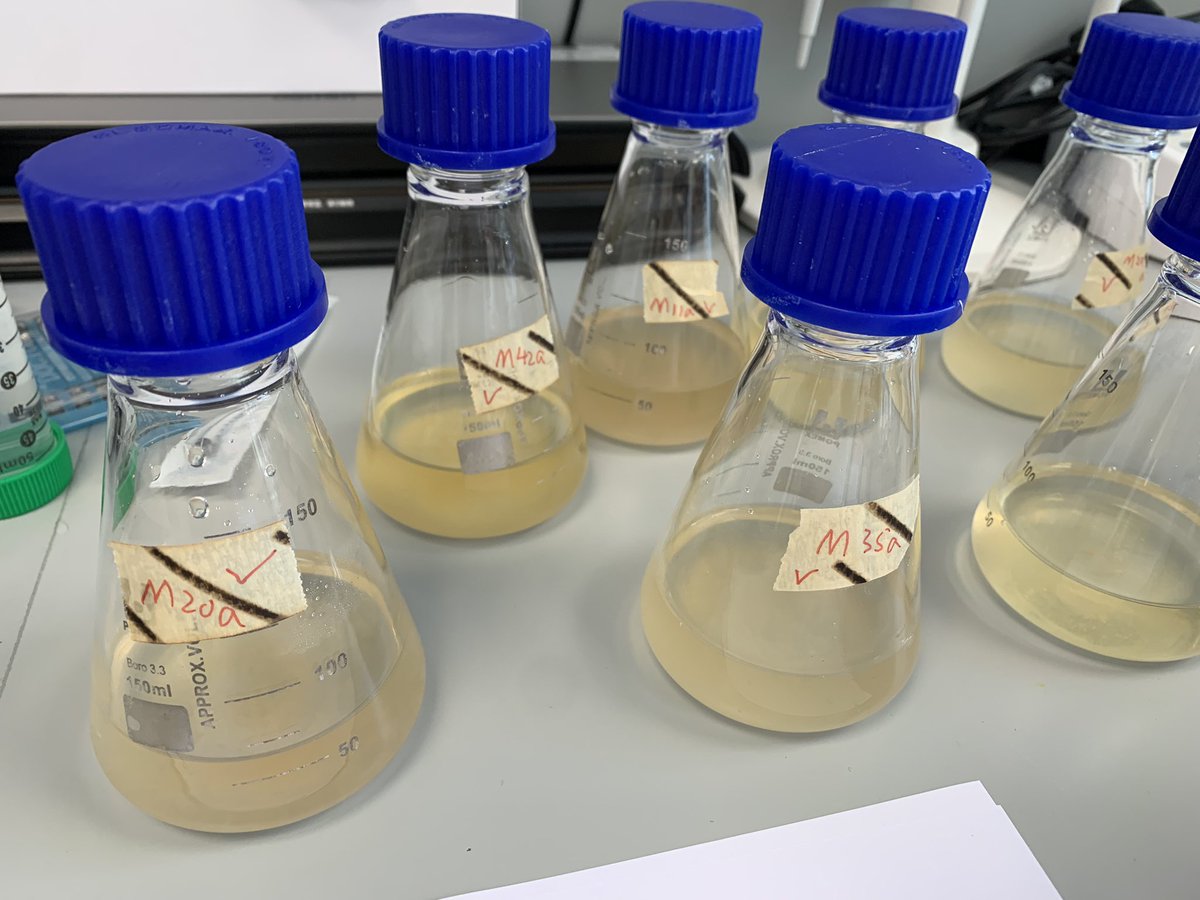 André Antunes (@extremophilesuk) on Twitter photo Full on with lab work and checking our cool new #microbes from #ExtremeEnvironments with our partners from <a href="/B3iS_Project/">B3iS project</a>! <a href="/sklplanets/">Space Science Institute- SKLPlanets Macau</a> <a href="/CtiaPer15950836/">Cátia Pereira</a> @UMinho_Oficia #halophiles #biotechnology #Macau Full on with lab work and checking our cool new #microbes from #ExtremeEnvironments with our partners from <a href="/B3iS_Project/">B3iS project</a>! <a href="/sklplanets/">Space Science Institute- SKLPlanets Macau</a> <a href="/CtiaPer15950836/">Cátia Pereira</a> @UMinho_Oficia #halophiles #biotechnology #Macau