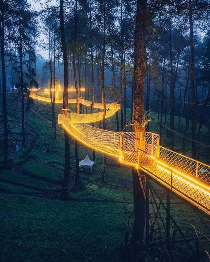 🇺🇸 Tennessee Has The Longest Tree-Based Bridge in North America ✨️  #Gatlinburg