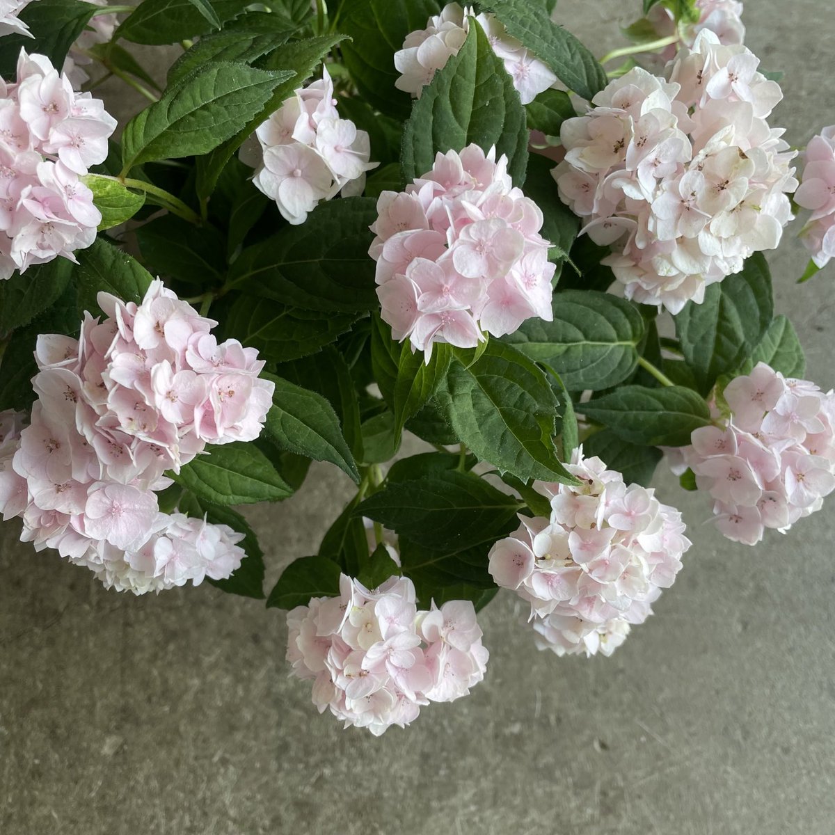 毎日ひと花＊山紫陽花『伊予獅子手まり』