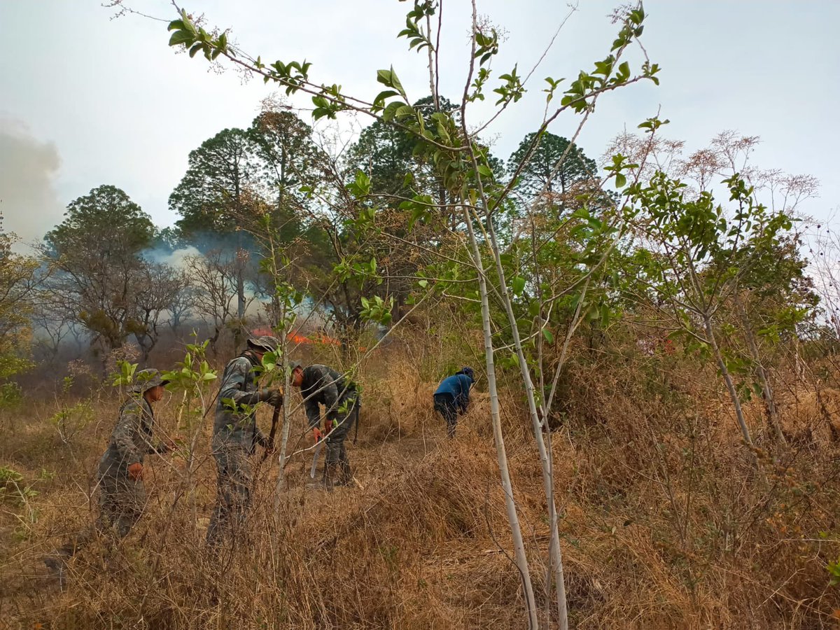 ¡Protegiendo nuestros bosques con valentía y compromiso! 🌳🫡🇬🇹
 
Quinta Brigada de Infantería del #EjércitoGT, apoyó en la supresión de un incendio forestal suscitado en el cerro El Zompopero, municipio de Cuilco, #Huehuetenango.
