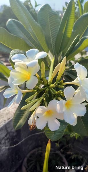 Plumeria is an extremely beautiful tropical flowering plant that grows rapidly and can be kept indoors or outdoors depending on the conditions. ...read..naturebring.com/grow-plumeria-… #naturebring #howtogrow #frangipani #tree #growing #care #plumeria