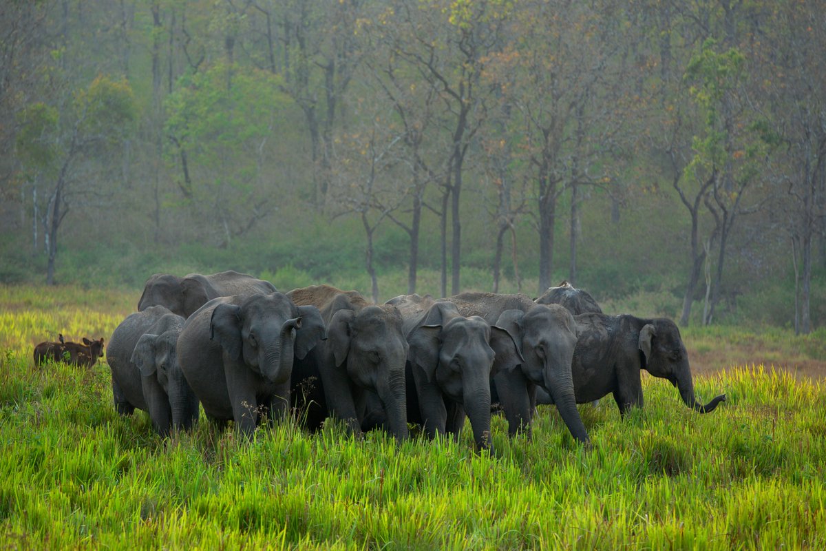 Time for the mandatory family pic on #InternationalFamilyDay.

#FamilyTime #Elephants #KeralaForest #KeralaTourism