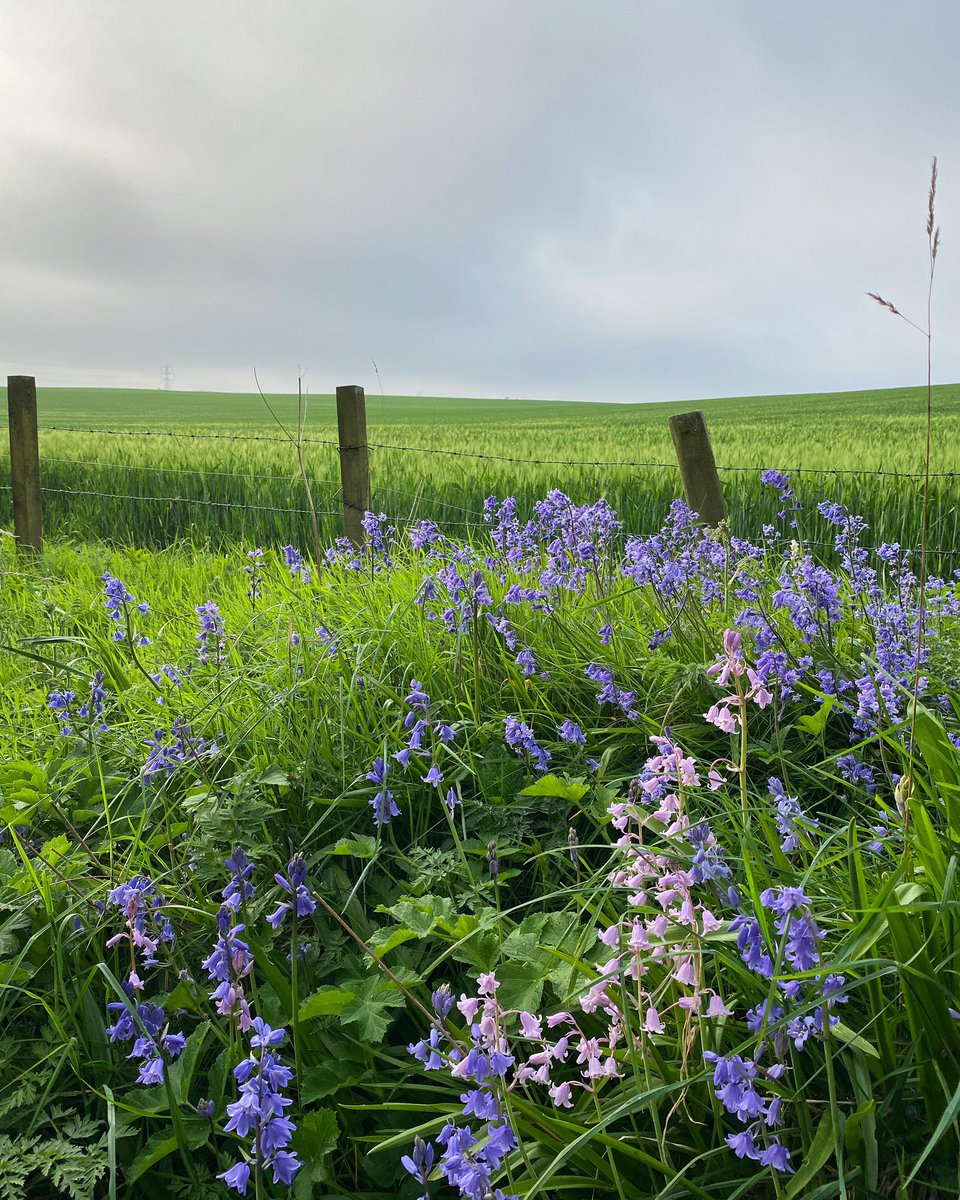 Bluebells by the barley. #summer