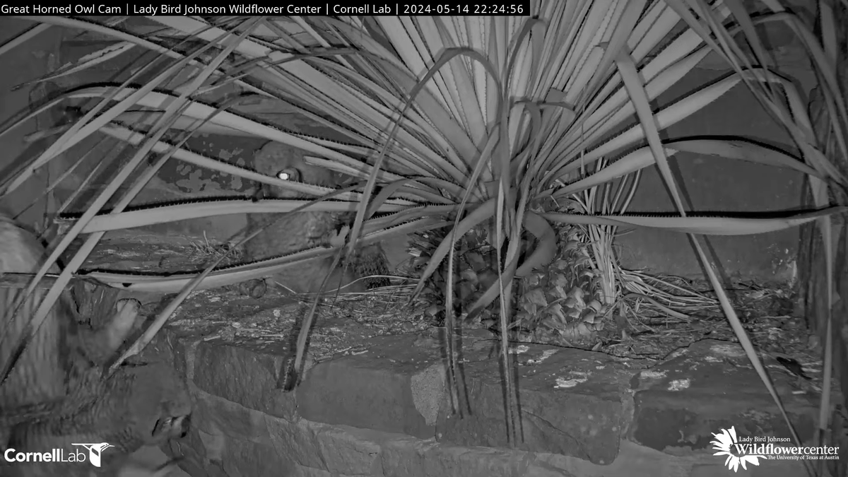 5/14, 22:24 One owlet slipped off of the ledge. It is very unlikely injured but is not fully flighted. Owlets are adept at this age at using their talons and beak to climb trees. While the rock may prove too difficult, a nearby tree could be promising. Parents will find the owlet