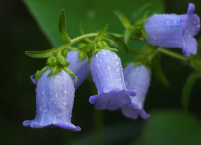 今日のお花

5月15日の誕生花
カンパニュラ

#世界に一つだけの花 #SMAP
#We_Love_SMAP_Forever