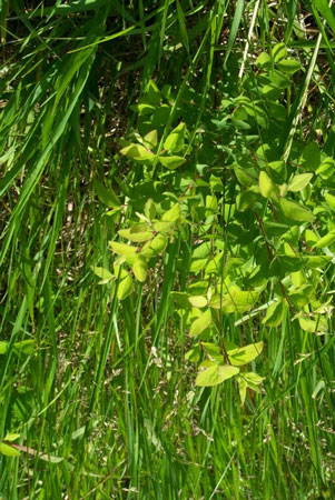 Three common brush species native to #Kansas and widely spread across the state are buckbrush, roughleaf dogwood, and smooth sumac. Check out the article for options to control these brush species. bit.ly/3y5ghxh