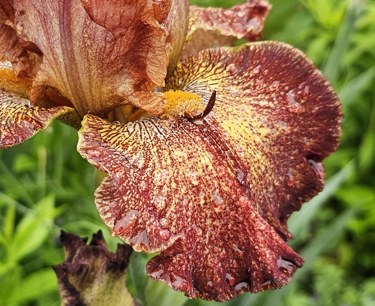 NAME SAYS IT ALL. Horned &amp; Reblooming TB Iris 'Gladiatrix' (Dr. Lloyd Zurbrigg, 2003) has gone to battle with thorny Roses &amp; sweet yet invasive native, Phlox paniculata - she's invincible! Among the last few rebloomers introduced by the late Dr. Zurbrigg. Robust!💪 Iridaceae