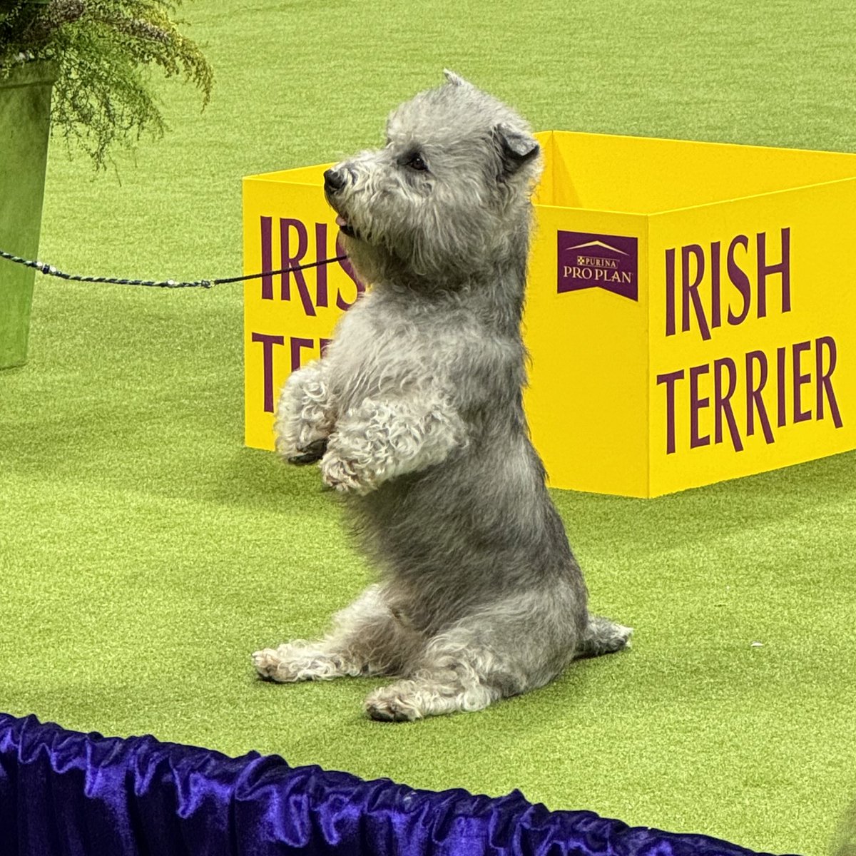 Sit back, relax, and enjoy the Terrier Group #WestminsterDogShow