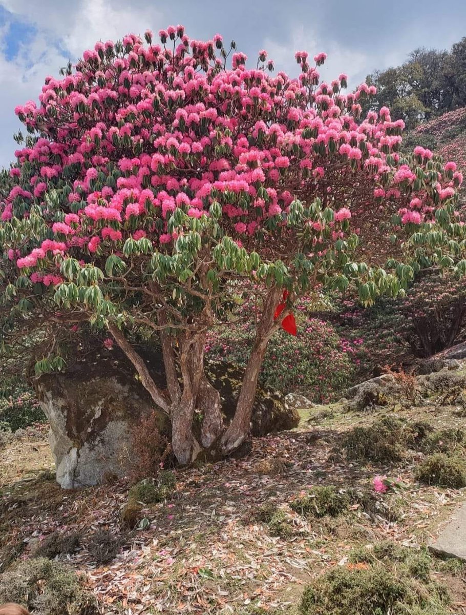 Summer gift from Nature...

#goodmorning 🌄🍀🐦 #Pals 💕
Have a relaxed #Wednesday
Warm regards🌹🙏

#IncredibleIndia 🇮🇳- A richly flowered Rhododendron tree making a soulful view.. Juice of its flowers with sweetener makes a healthy beverage.. Joshimath, #देवभूमि #Uttarakhand...